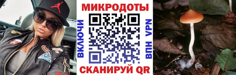 Псилоцибиновые грибы Cubensis  Хасавюрт 